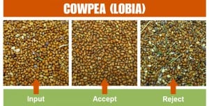 Cowpea (Lobia)